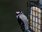 Downy Woodpecker, Male, with Chipping Sparrow