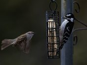 Downy Woodpecker with Chipping Sparrow
