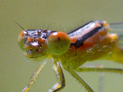 Beautiful Damselfly with green-orange eyes like marble balls