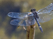 Fantastic Blue Dragonfly !