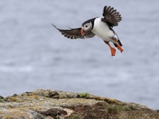 Coming up n for a landing 