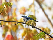 Cerulean Warbler