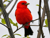 Scarlet Tanager 