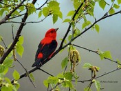 Scarlet Tanager 