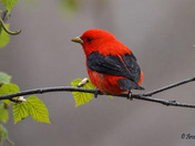 Scarlet Tanager