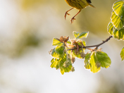 Bird about to land on branch