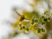 Bird in flight