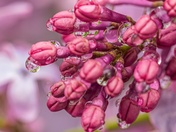 Reflecting Raindrops