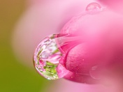 Tiny Flowers 