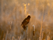 Red-winged blackbird