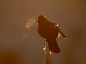 Red-winged Backbird