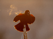 Red-winged Blackbird