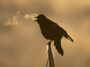 Red-winged Backbird