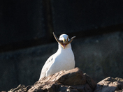 Western Gull