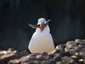 Western Gull