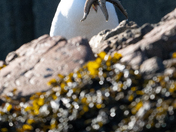Western Gull