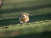 Gosling 