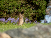 Eastern Cottontail 