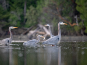 Great Blue Heron