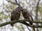 Kiss,kiss
