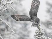 Ghost of the snowstorm!
