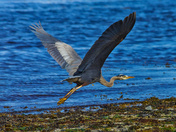 Along The Shore