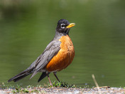 Orange is such a cheerful color!