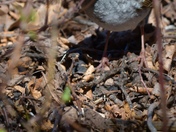 A curious little one