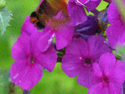The hummingbird hawk-moth (Macroglossum stellatarum) 