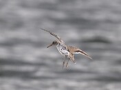 Spotted Sandpiper