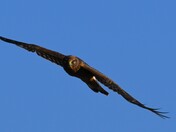 Female Harrier