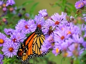 Monarch in Flight