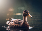 Female Mallard Portrait