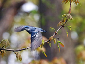 Cerulean Warbler In Flight