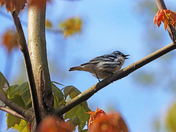 Cheerful Cerulean Warbler