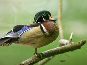 Resting Wood Duck