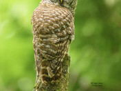 Barred Owl