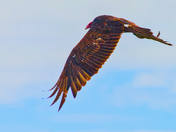 Vulture's Wing Span