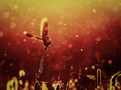 Golden Dreams