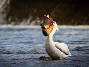 Gone Fishing