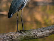 Resting Heron