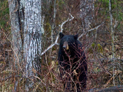 Spring Black Bear
