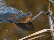 A Curious Snapping Turtle