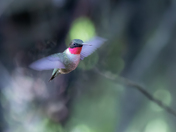 Male ruby throated hummingbird