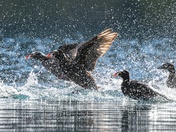 Splish Splash
