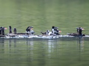 Diving Ducks