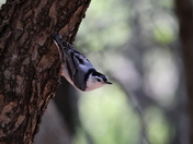 White-Breasted Nuthatch