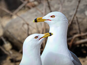 Ring-billed Gulls