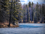 Forest Reflections