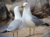 Gulls